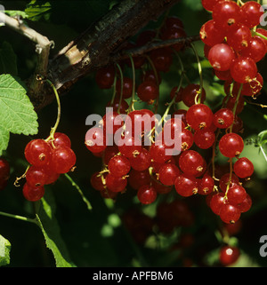 Ripe redcurrant fruit on the bush Stock Photo