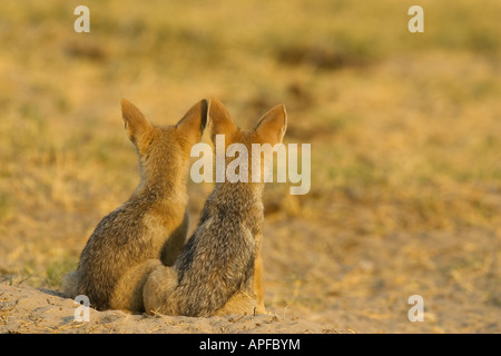 Black backed Jackal (Canis mesomelas) two puppies at the entrance of the burrow Stock Photo