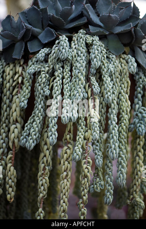 Sedum morganianum hanging from pot