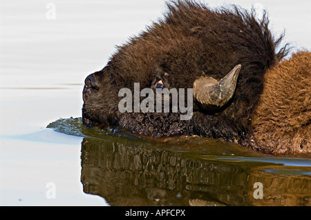A Bison swimming Stock Photo