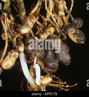 Blackhull (Thielaviopsis basicola) disease damage to peanut roots, South Africa Stock Photo
