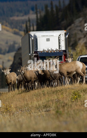 Bighorn Sheep on the highway Stock Photo