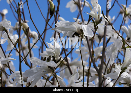 Magnolia kewensis 'Wada's Memory' Stock Photo