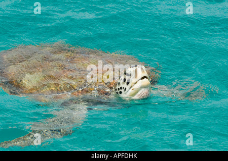 Giant Turtle in the Caribbean, off Barbados Stock Photo