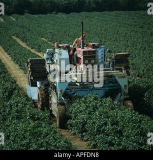 harvester picker blackcurrant