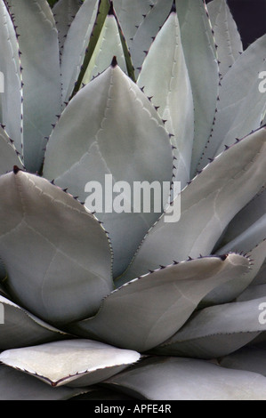 Succulent, Agave showing imprint of leaf spikes underneath leaves. Stock Photo