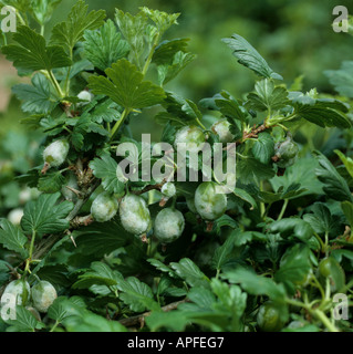 American powdery mildew Podosphaera mors uvae infection on gooseberry fruit Stock Photo