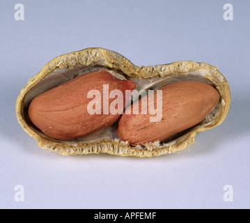 Peanut with part of the shell removed to show the seeds nuts Stock Photo