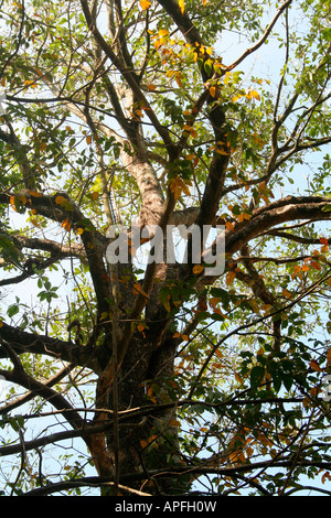 Trunk, branches and leaves of giant tree silhouetted against the sky in a sub-tropical forest