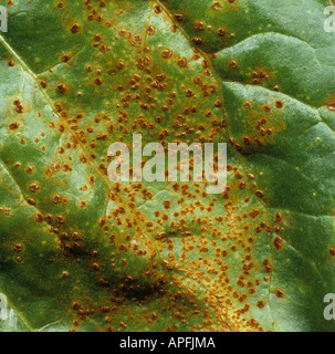 Sugar beet rust Uromyces betae pustules on sugat beet leaf underside France Stock Photo