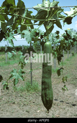 Fruit of a loofah Luffa cylindrica plant on a trellis Colombia Stock Photo