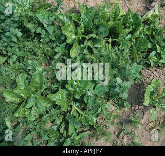 Severe infestation of broad leaved weeds in young sugar beet crop Stock Photo