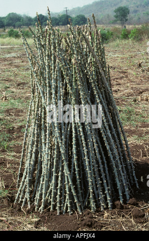 Manioc sticks hi-res stock photography and images - Alamy