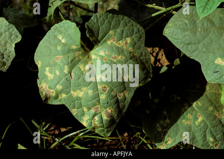 Downy mildew Pseudoperonospora cubensis symptoms on squash leaves Thailand Stock Photo