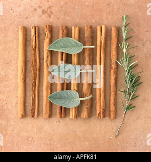 Cinnamon sticks sage leaves and sprig of rosemary on terracotta background Stock Photo