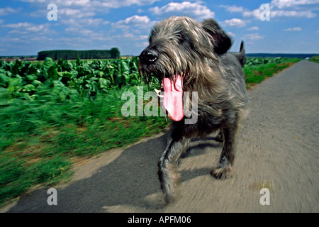 dog Schnauzer Mixed Breed running in the nature on a track across the fields panting his tongue hanging out of his mouth Stock Photo