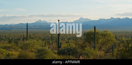 Desert landscape of Baja California, Mexico Stock Photo