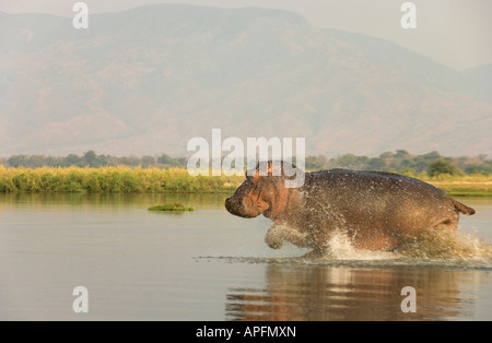 Hippopotamus (Hippopotamus amphibius), startled bull running through shallow water of the Zambezi River Stock Photo