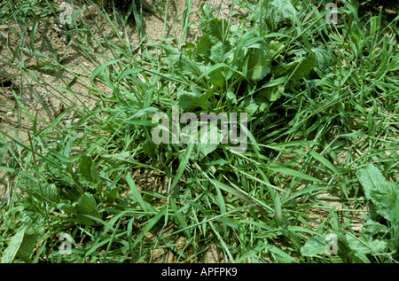 Crabgrass Digitaria sanguinalis plants in young sugar beet crop Greece Stock Photo