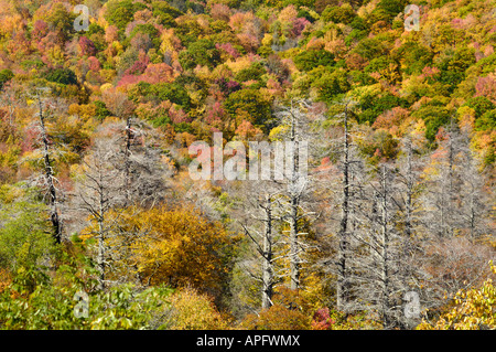 A view from Cherohala Skyway in late October at the peak of the Autumn leaf color season. Vertical view is also available. Stock Photo