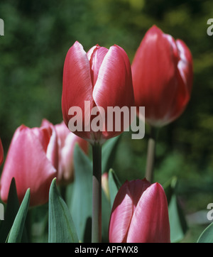Flowers of tulip Princess Victoria Stock Photo