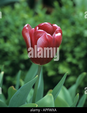 Single flower of tulip Broadway Stock Photo