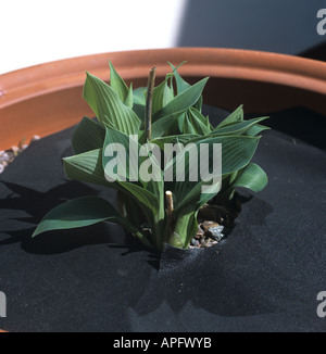 Young Hosta plant emerging protected by matting to prevent damage by slugs snails Stock Photo