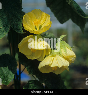 Flowers of Abutilon Canary Bird hybrid nursery stock Stock Photo