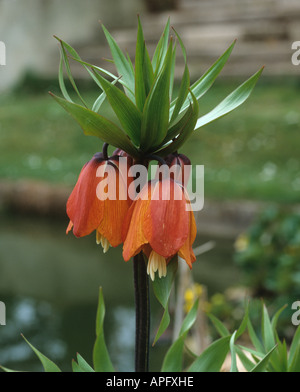 Fritillary Crown Imperial Fritillaria imperialis flowering plant Stock Photo