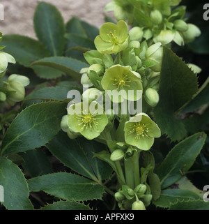 Close up of the flowers of an ornamental garden hellebore Helleborus x sternii Stock Photo