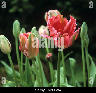Flowers flower buds of tulip Fantasy Stock Photo