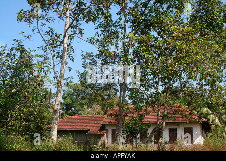 Old cottage type farm house in the woods surrounded by a variety of trees, saplings and other vegetation