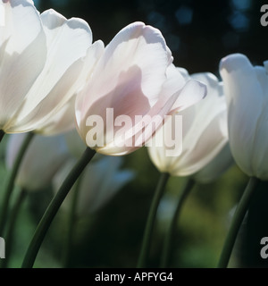 Backlit flowers of tulip Douglas Bader Stock Photo