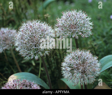 Flowers of Allium karataviense Stock Photo