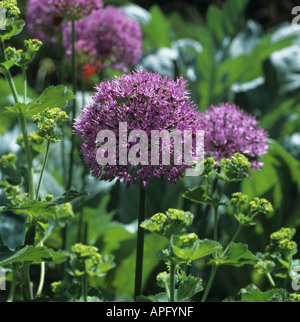 Allium Globemaster flower head Stock Photo