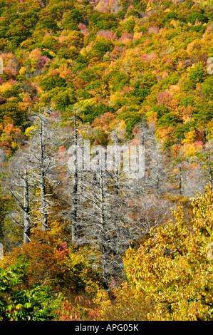 A view from Cherohala Skyway in late October at the peak of the Autumn leaf color season. Horizontal view is also available. Stock Photo