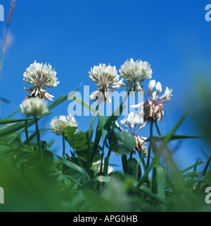 White clover Trifolium repens flowering in grassland set against blue sky Stock Photo