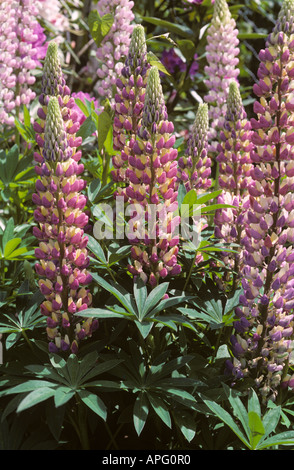 Flowering lupin Russell Lupinus sp Stock Photo