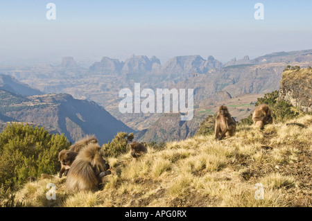 A troop of Gelada baboons forage for food against a backdrop of the Semien Mountains National Park. Stock Photo