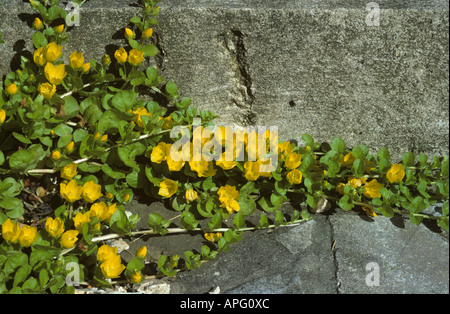 Creeping Jenny or moneywart Lysimachia nummularia a prostrate flowering plant Stock Photo
