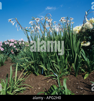 Acidanthera Gladiolus callianthus flowering plants Stock Photo