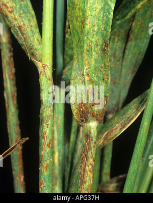 Black stem rust Puccinia graminis infection on a wheat stem USA Stock Photo