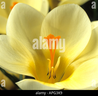 Flower of Crocus Cream Beauty showing anthers and orange three branched style Stock Photo