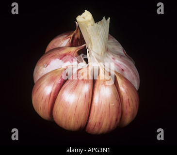 Garlic Allium sativum cloves in bulb with outer membrane removed Stock Photo