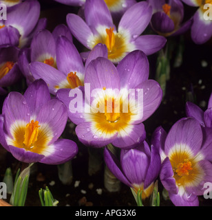 Series of flowers Crocus sieberi sublimus f tricolor variety Tricolour opening number 3 Stock Photo