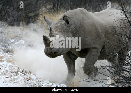 Black Rhino Charging Stock Photo