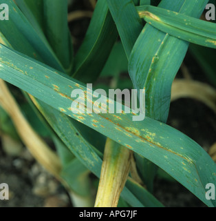 Leek rust Puccinia porri pustules on leek field crop leaves Stock Photo