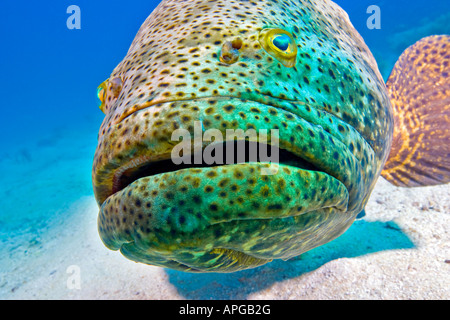 A huge Goliath Grouper known as George leaves his home by the George Washington shipwreck to investigate the camera lens. Stock Photo