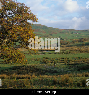 Oak tree in autumn colour beside water meadow with rushes in Snowdonia mountain farmland Stock Photo