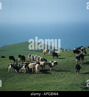 Beef cattle and hay feeder with sheep on short rough coastal grass Dorset Stock Photo